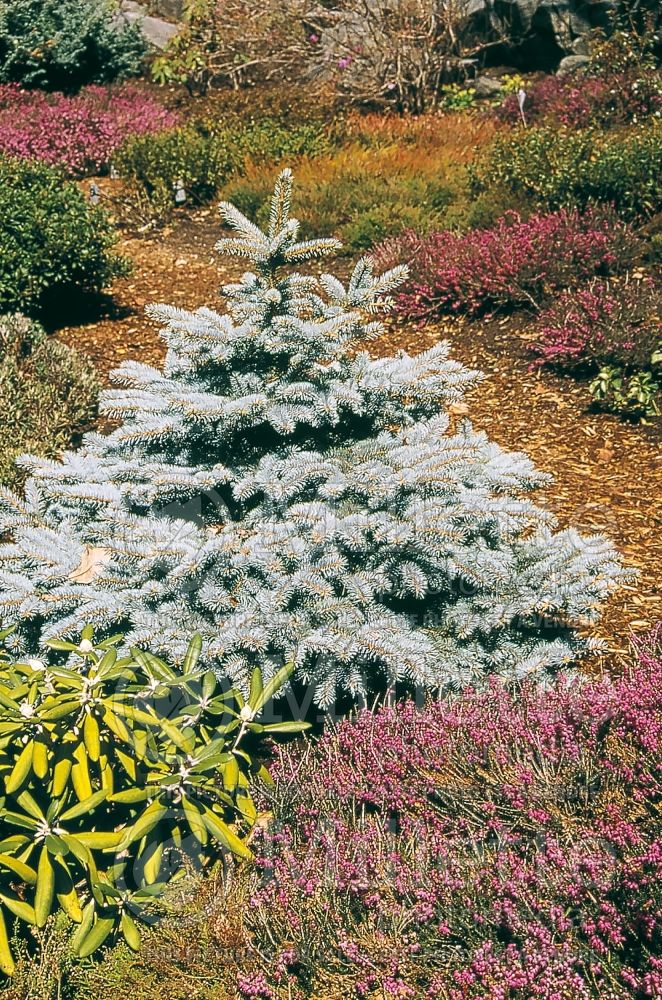 Picea Baby Blue (A nice picture of this Serbian spruce Mountain Spruce conifer) 3 