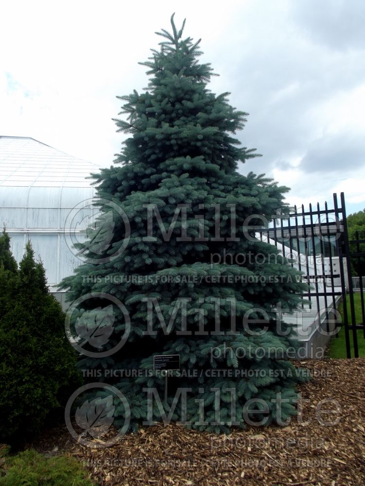 Picea Baby Blue (Serbian spruce conifer) 4 