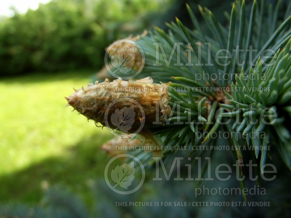 Picea Baby Blue (A close picture of this look on a bud of this Serbian spruce conifer) 6 
