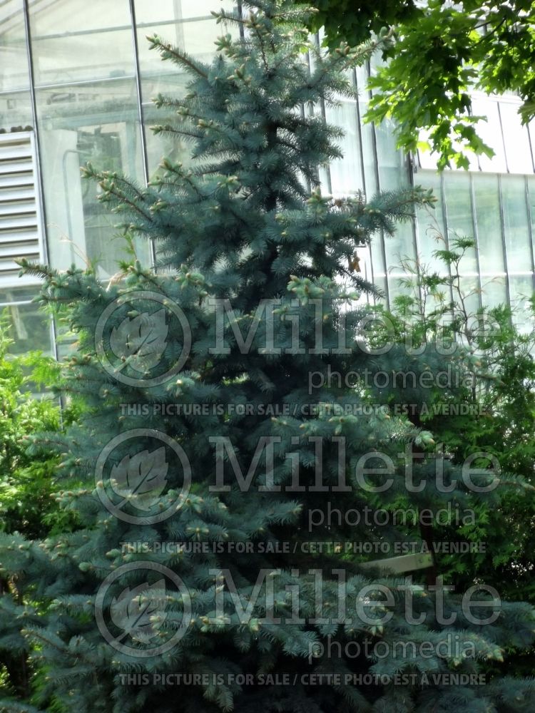 Picea Baby Blue (A closer look of this Serbian spruce conifer) 5 