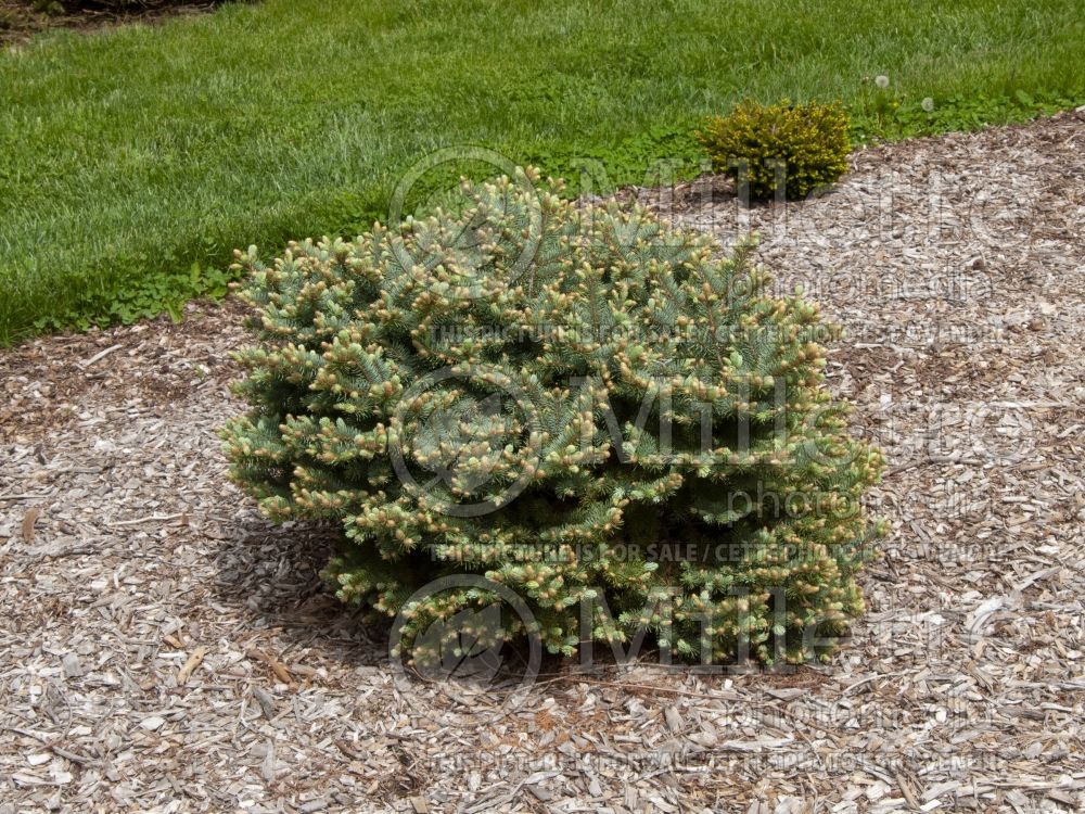 Picea Thume (Spruce) 3