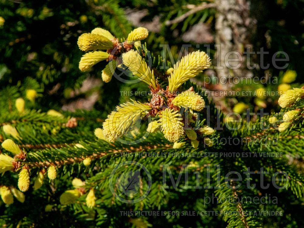 Picea Argenteospicata (Spruce conifer) 4