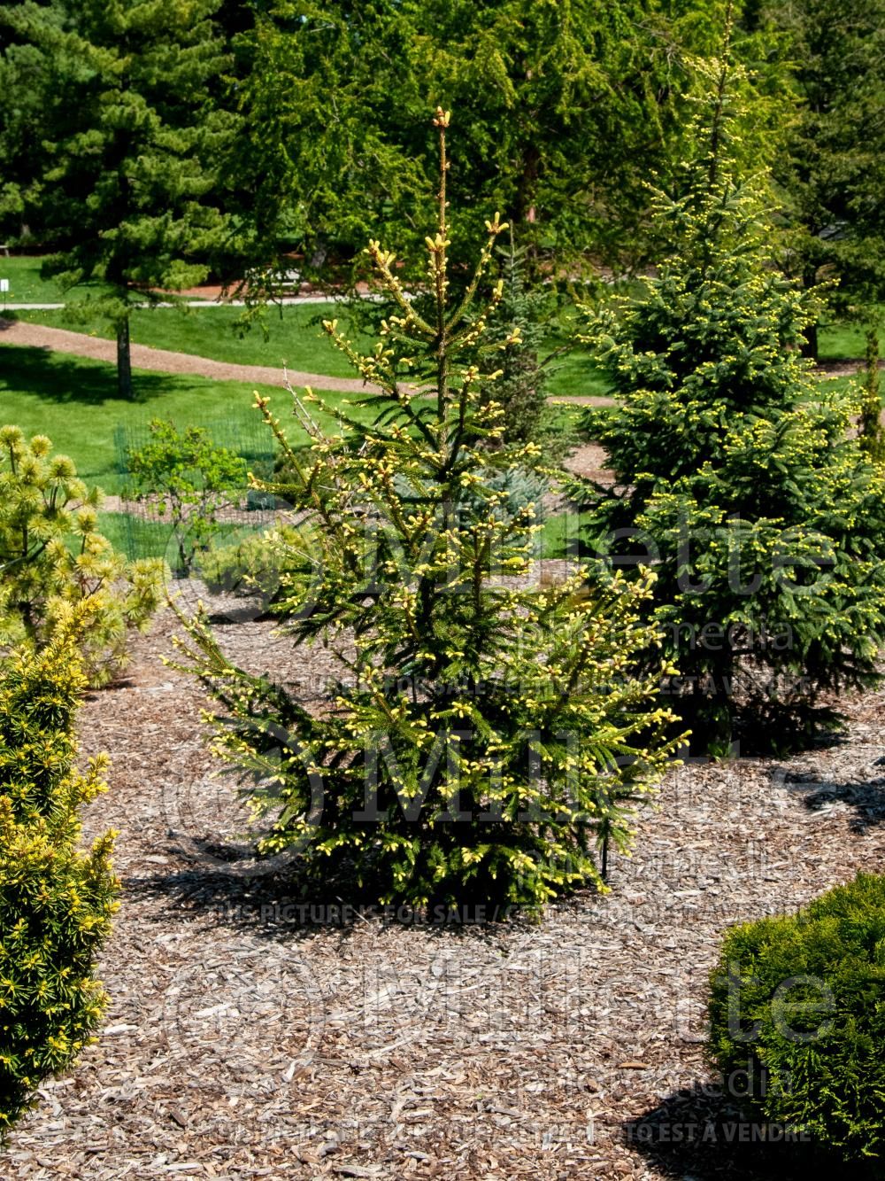Picea Argenteospicata (Spruce conifer) 3