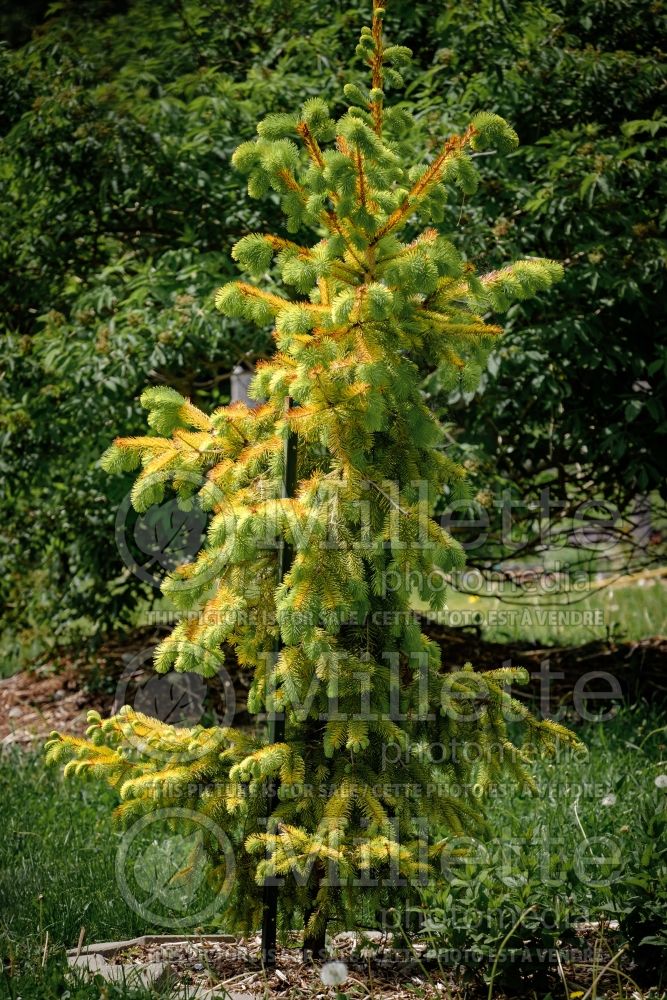 Picea Aurea Magnifica (Spruce conifer)  4