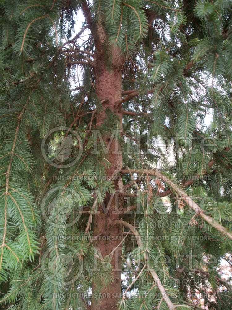 Picea Cupressina (Spruce conifer) 11  