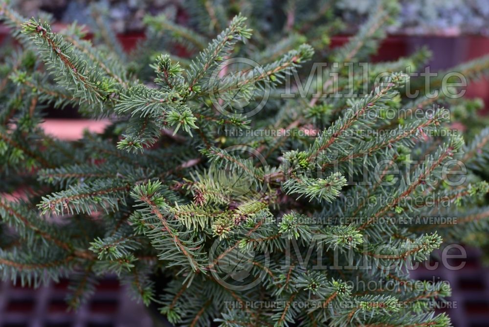 Picea Nidiformis (Norway spruce conifer) 8 