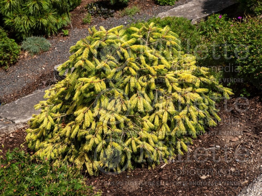 Picea Perry's Gold (Spruce conifer) 3 