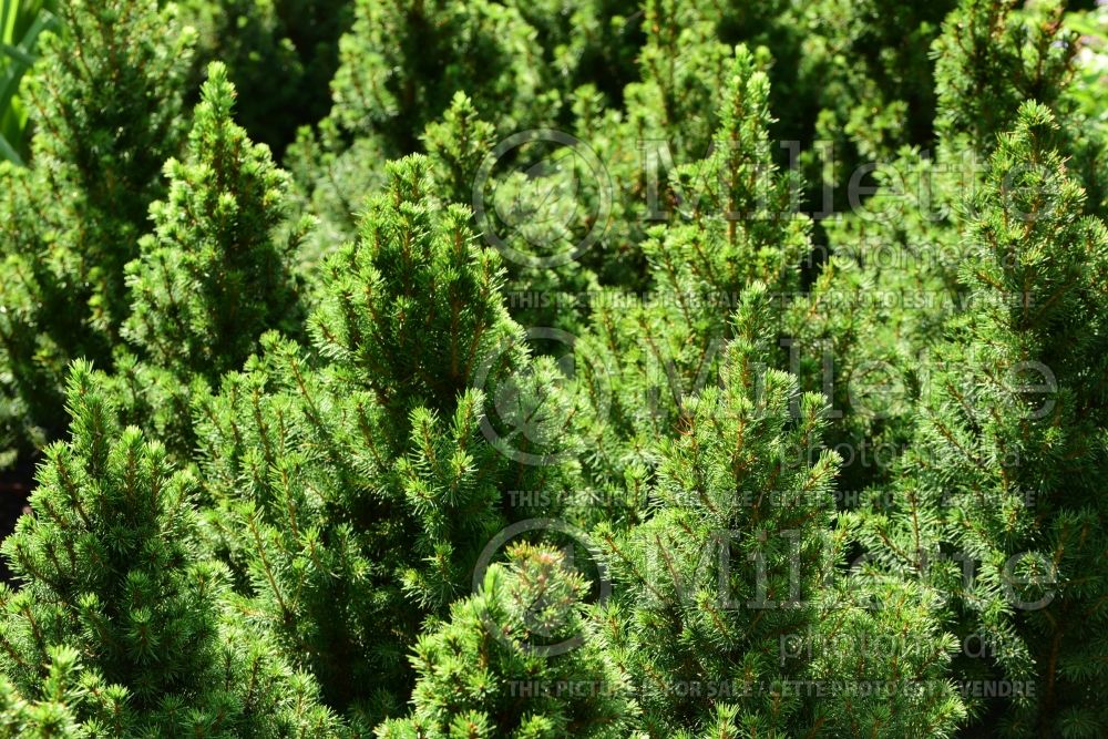 Picea Conica (Spruce conifer) 15