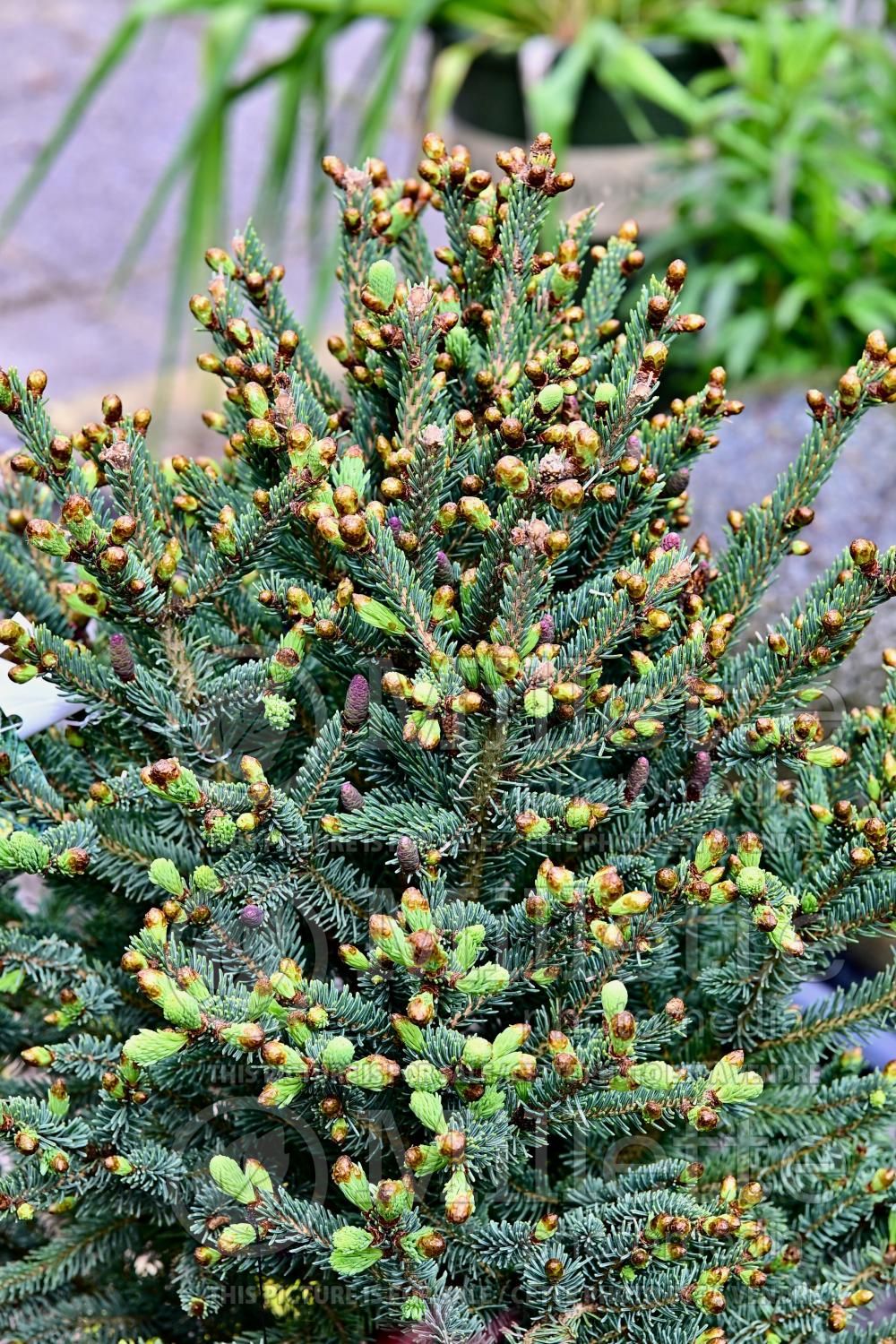 Picea Blue Teardrop (Spruce conifer) 3