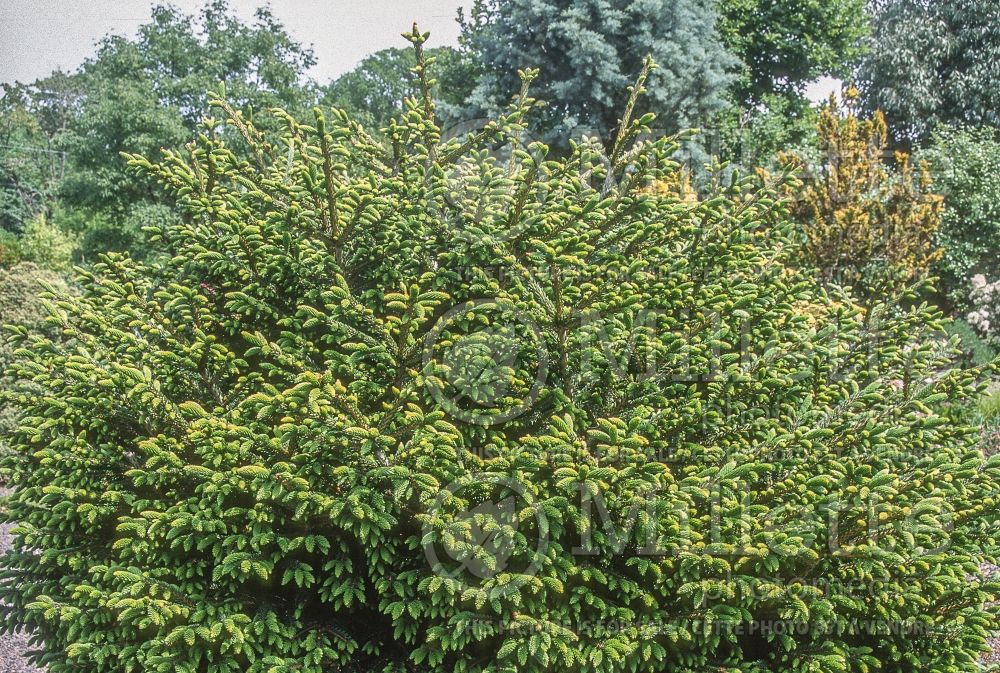 Picea Barnes (Oriental Spruce conifer) 4
