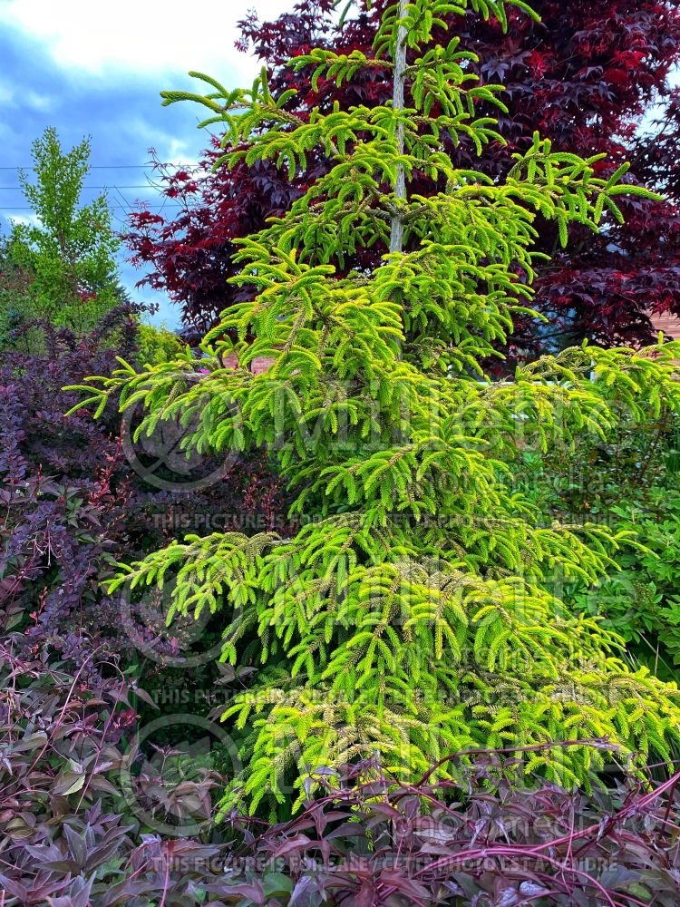 Picea Skylands (Oriental Spruce conifer) 12