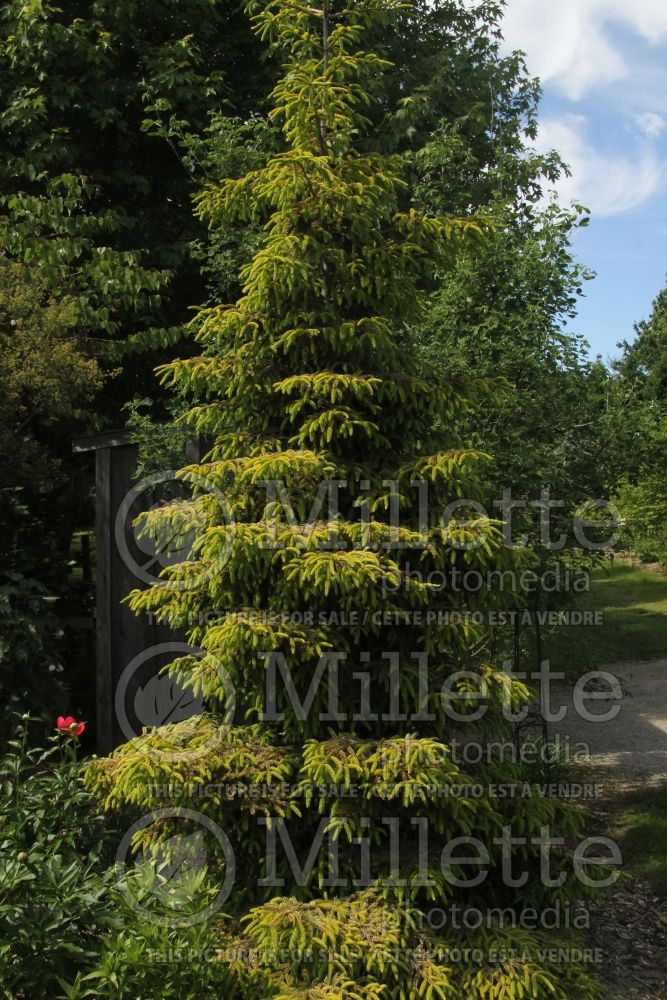 Picea Skylands (Oriental Spruce conifer) 11