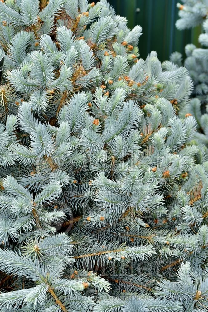 Picea Baby Blue (Serbian spruce Mountain Spruce conifer) 7