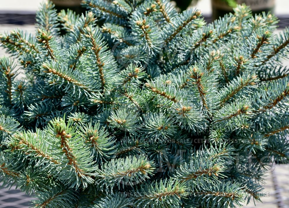 Picea Glauca Globosa (Serbian spruce Mountain Spruce conifer) 19