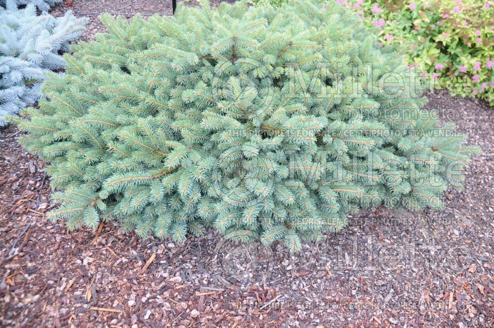 Picea Mesa Verde (Serbian spruce Mountain Spruce conifer) 2 