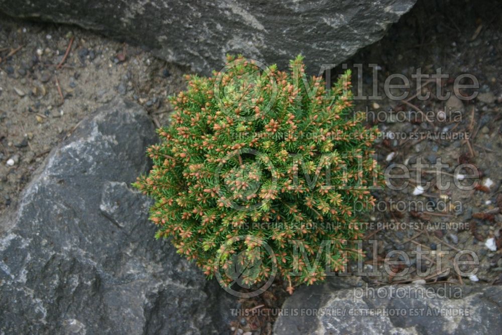 Picea Nidiformis Kalous (Serbian spruce Mountain Spruce conifer) 1 