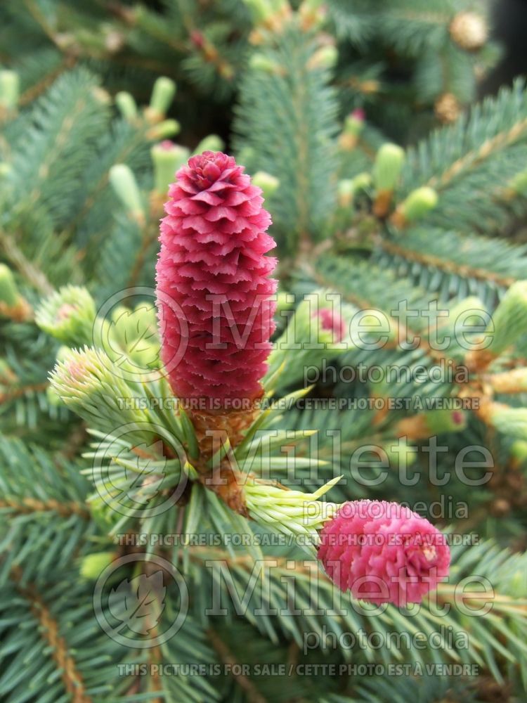 Picea Ruby Tear Drops aka Teardrops (Colorado spruce Mountain Spruce conifer) 2 