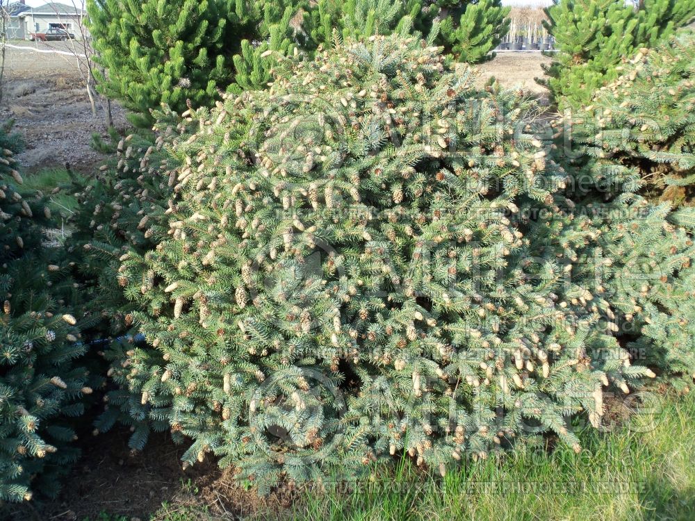 Picea Ruby Tear Drops aka Teardrops (Colorado spruce Mountain Spruce conifer) 3 