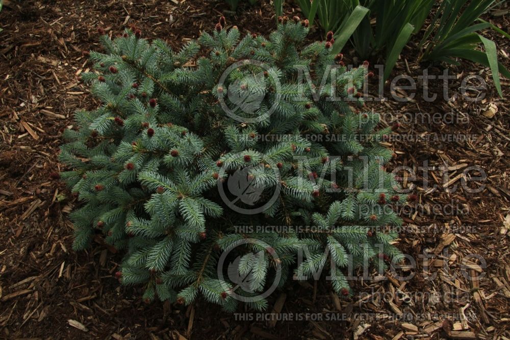 Picea Ruby Tear Drops aka Teardrops (Colorado spruce Mountain Spruce conifer) 1 