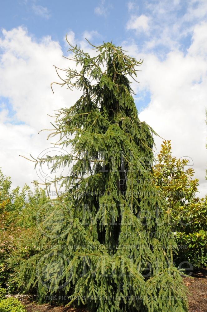 Picea Aarburg (Norway Spruce conifer)  2