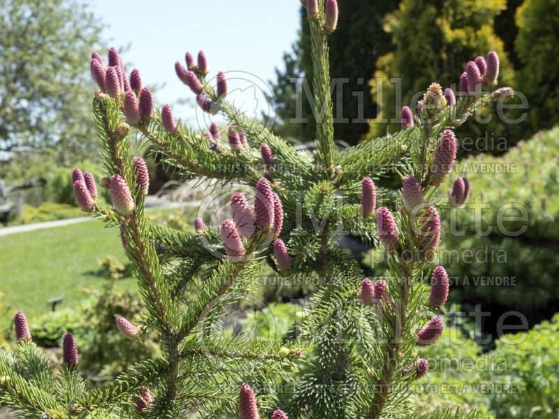 Picea Acrocona (Norway Spruce conifer) 3