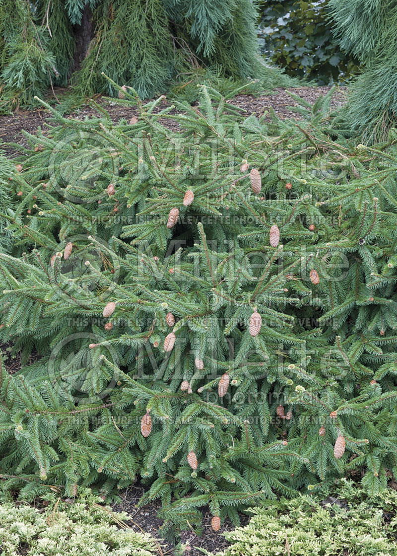 Picea Acrocona (Norway Spruce conifer) 1