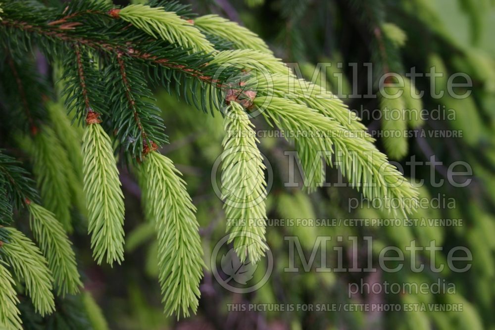 Picea Argenteospicata (Norway Spruce conifer) 2