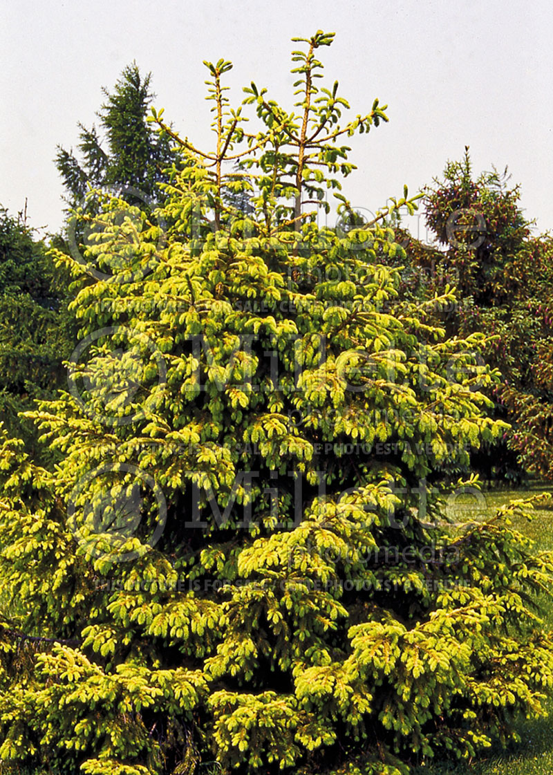 Picea Aurea (Norway Spruce conifer)  1