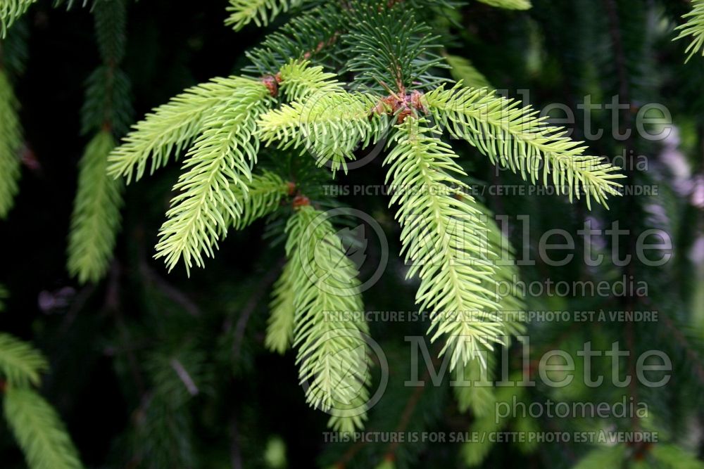 Picea Aurea (Norway Spruce conifer) 2