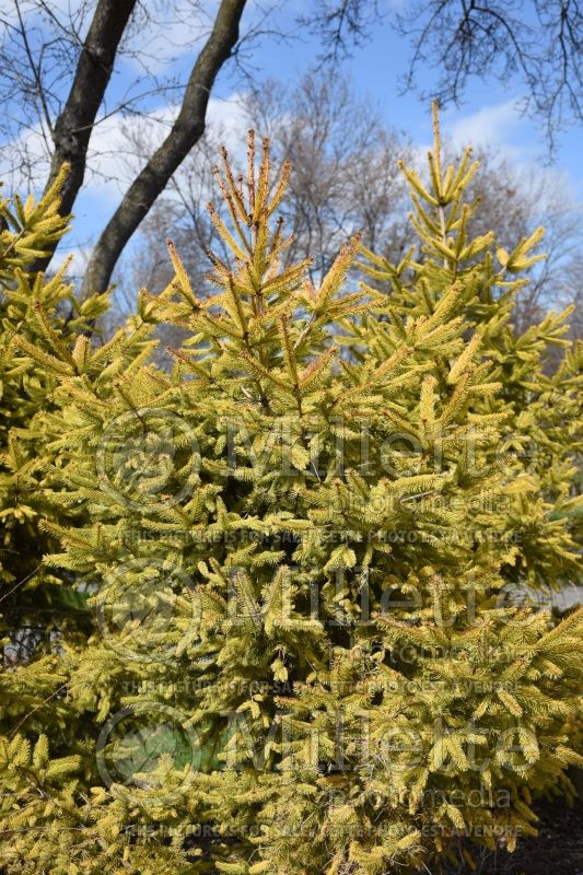 Picea Aurea Magnifica (Norway Spruce conifer)  3