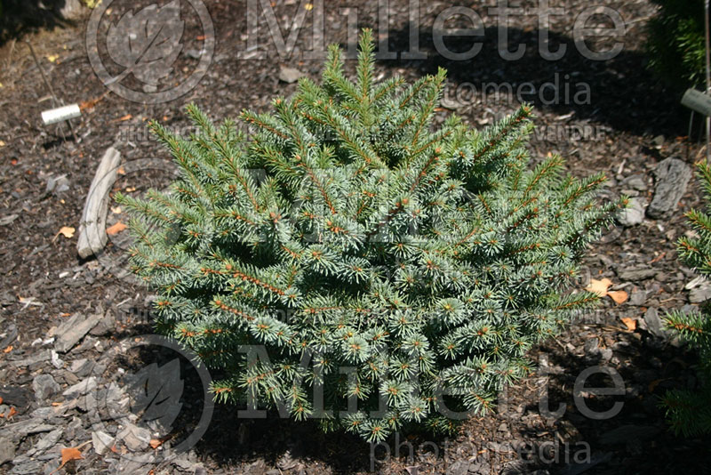 Picea Blue Trout (Norway Spruce conifer)  1