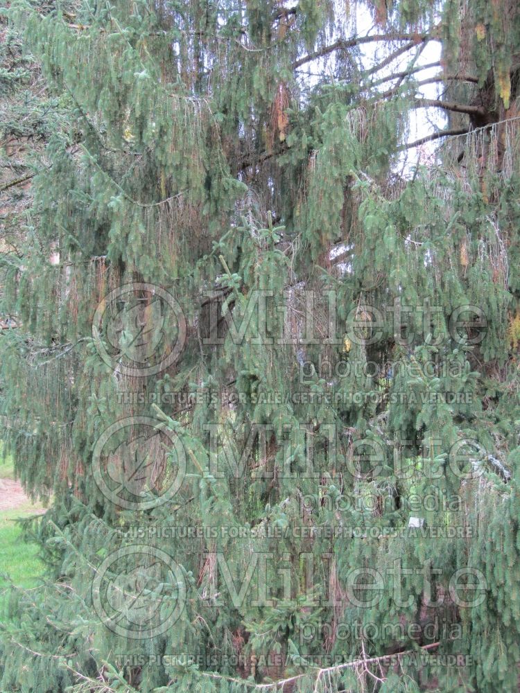 Picea Cincinnata (Norway spruce conifer) 1 