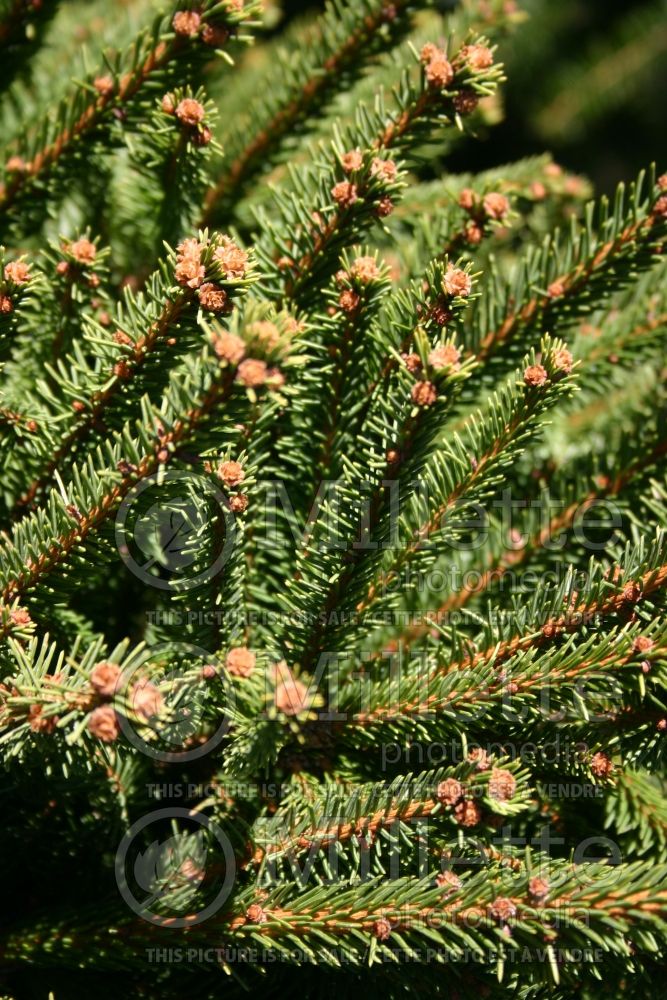 Picea Clanbrassiliana Stricta (Norway Spruce conifer) 2