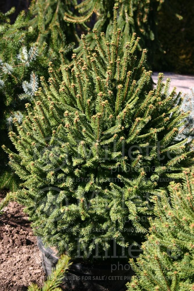 Picea Clanbrassiliana Stricta (Norway Spruce conifer) 1