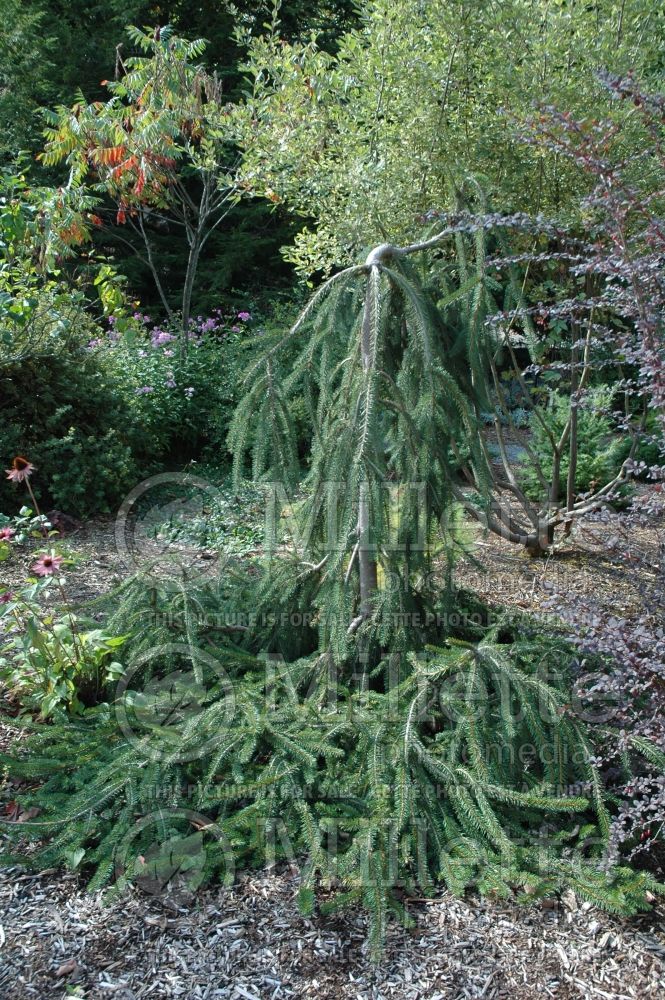 Picea Cobra (Norway Spruce conifer)  3