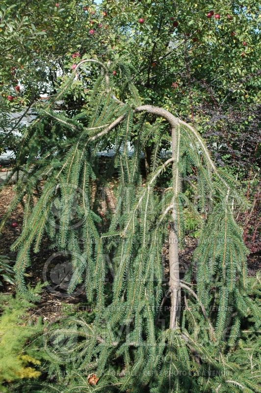 Picea Cobra (Norway Spruce conifer)  4