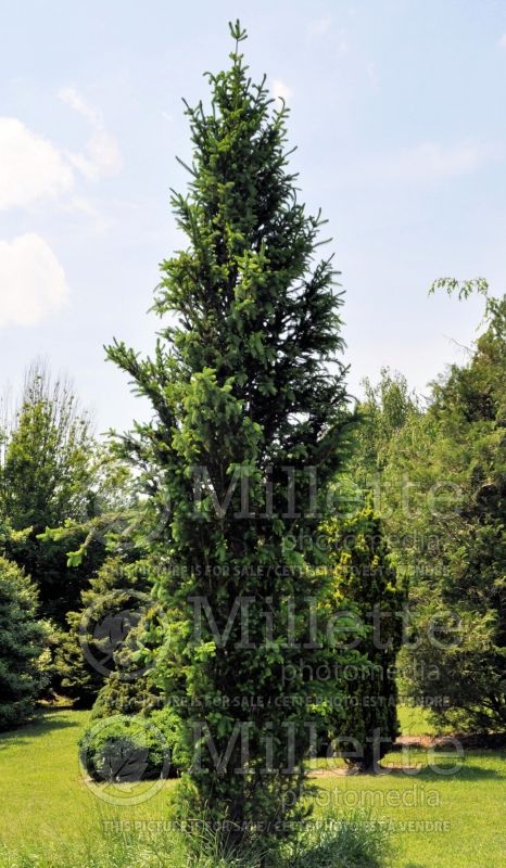 Picea Columnaris (Norway Spruce conifer)  1