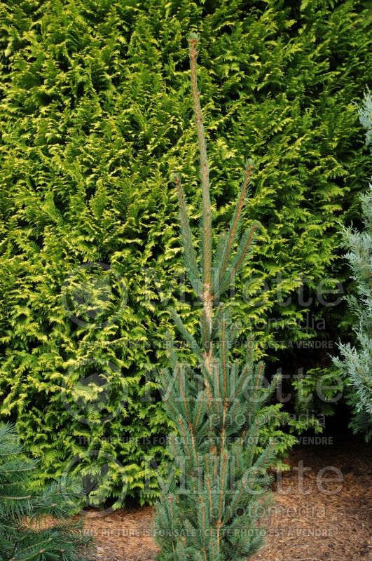 Picea Columnaris (Norway Spruce conifer)  2