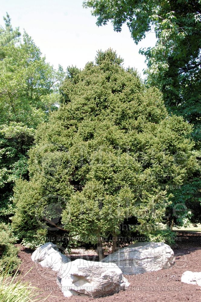 Picea Compacta (Norway Spruce conifer)  1