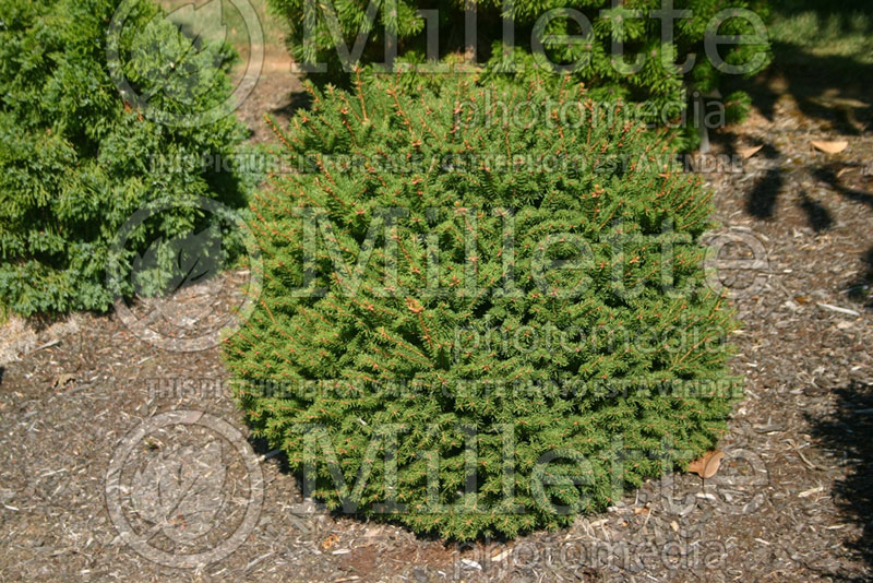 Picea Coolwyn Globe (Norway Spruce conifer)  1