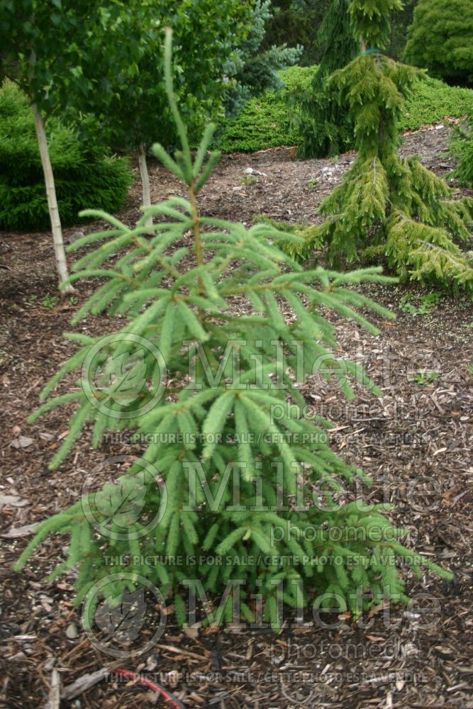 Picea Crusita (Norway Spruce conifer) 2