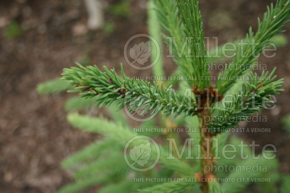 Picea Crusita (Norway Spruce conifer) 3
