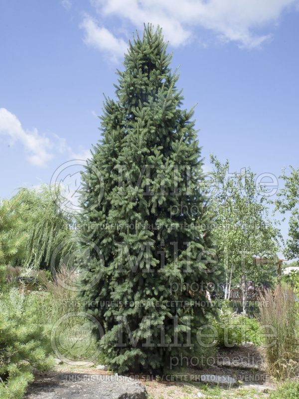 Picea Cupressina (Norway Spruce conifer) 5  