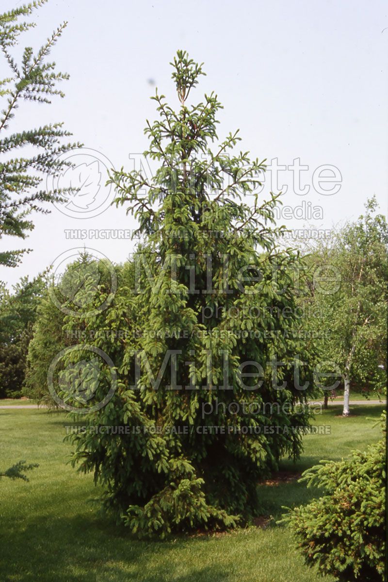 Picea Cupressina (Norway Spruce conifer)   1