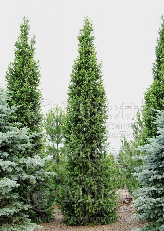 Picea Cupressina (Norway Spruce conifer) 6  