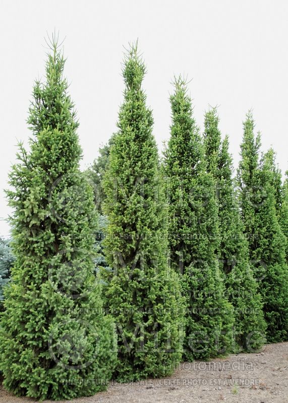 Picea Cupressina (Norway Spruce conifer) 7  