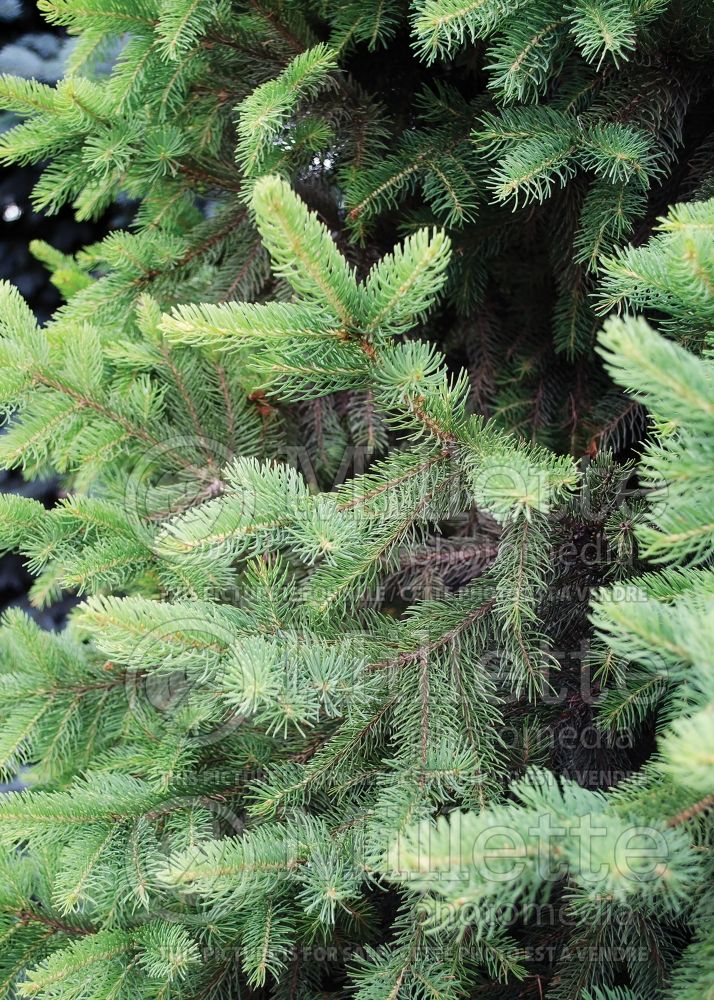 Picea Cupressina (Norway Spruce conifer) 8  