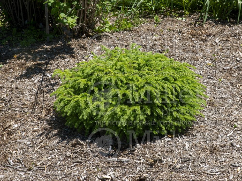 Picea Flat Top (Spruce conifer) 1