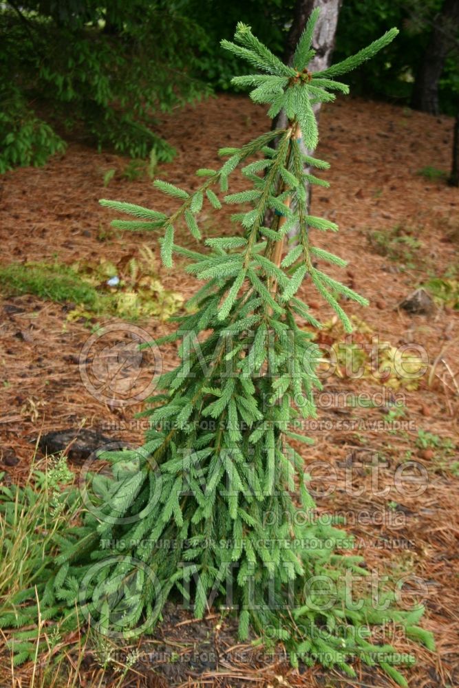 Picea Frohburg (Norway Spruce conifer) 4