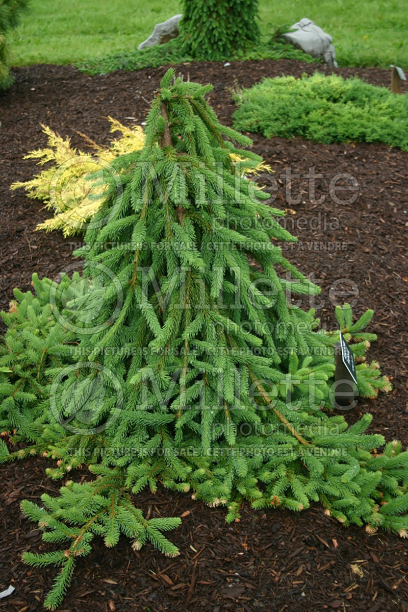 Picea Frohburg (Norway Spruce conifer) 1